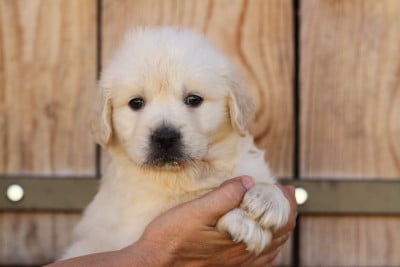Les chiots de Golden Retriever