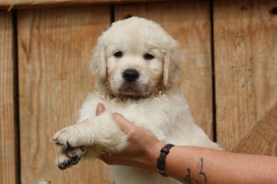 Les chiots de Golden Retriever