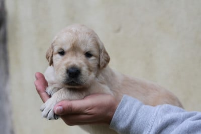 Les chiots de Golden Retriever