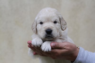 Les chiots de Golden Retriever