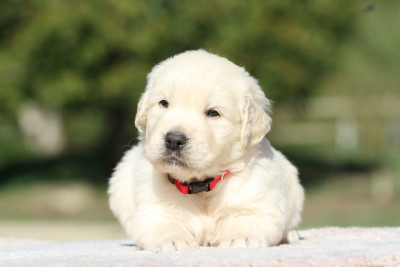 Les chiots de Golden Retriever