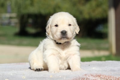 Les chiots de Golden Retriever