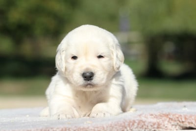 Les chiots de Golden Retriever