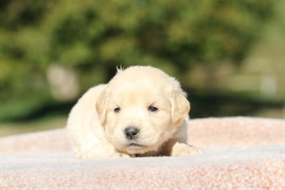 Les chiots de Golden Retriever