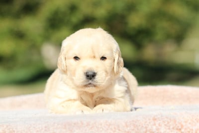 Les chiots de Golden Retriever