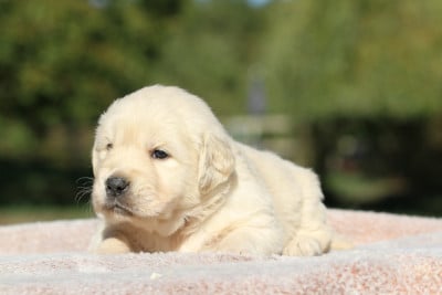 Les chiots de Golden Retriever