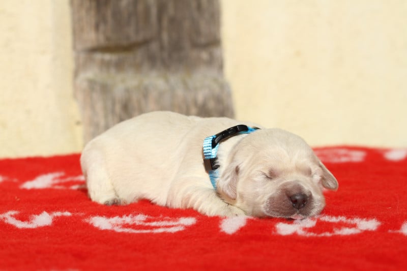 Golden Retriever - De La Tombée De La Nuit