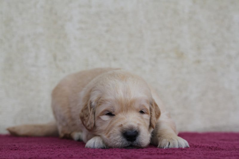 Golden Retriever - De La Tombée De La Nuit