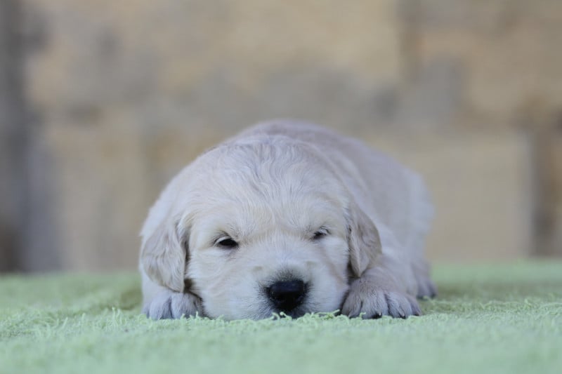 Golden Retriever - De La Tombée De La Nuit