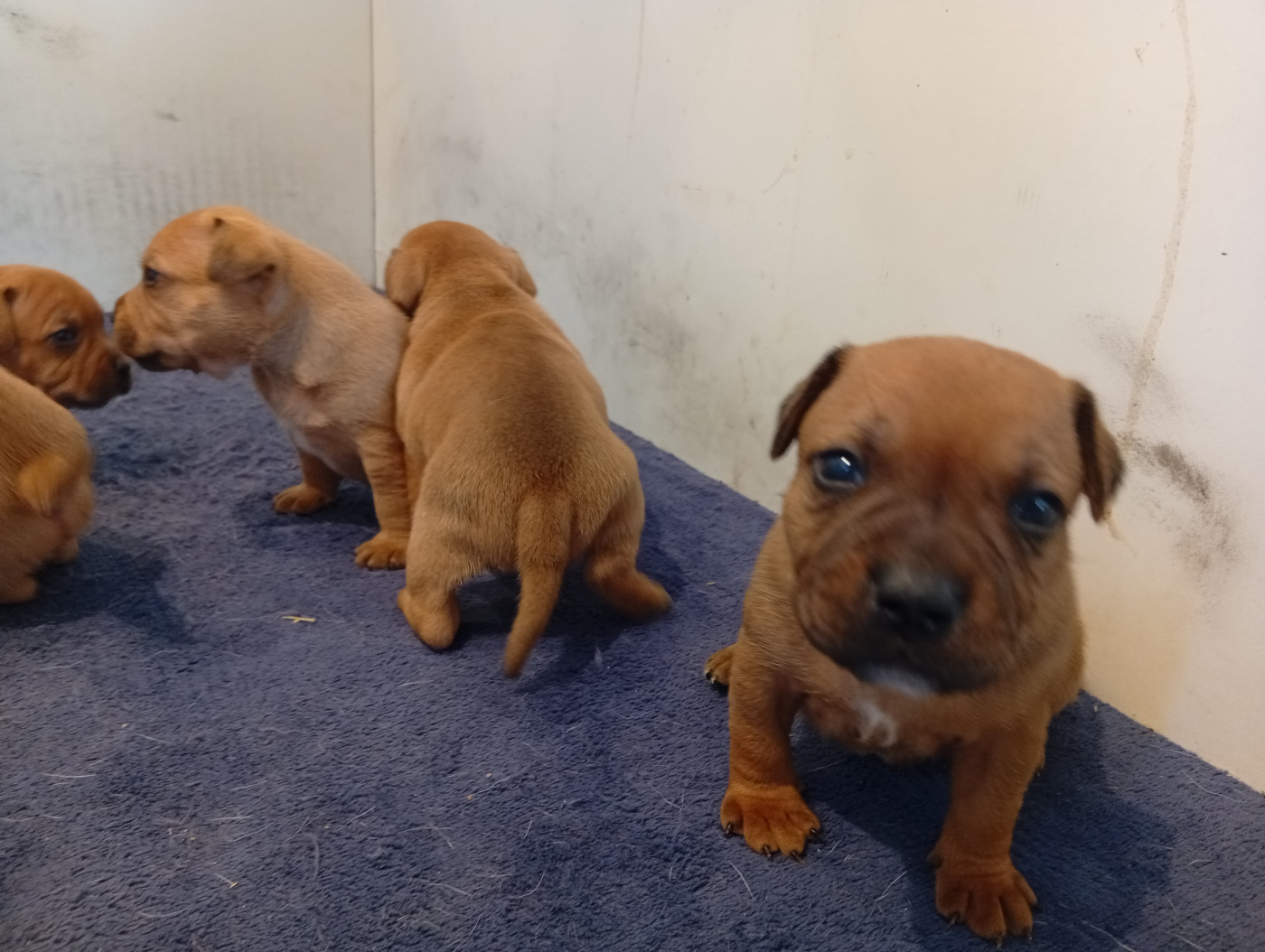 Chiot N°1 - Staffordshire Bull Terrier