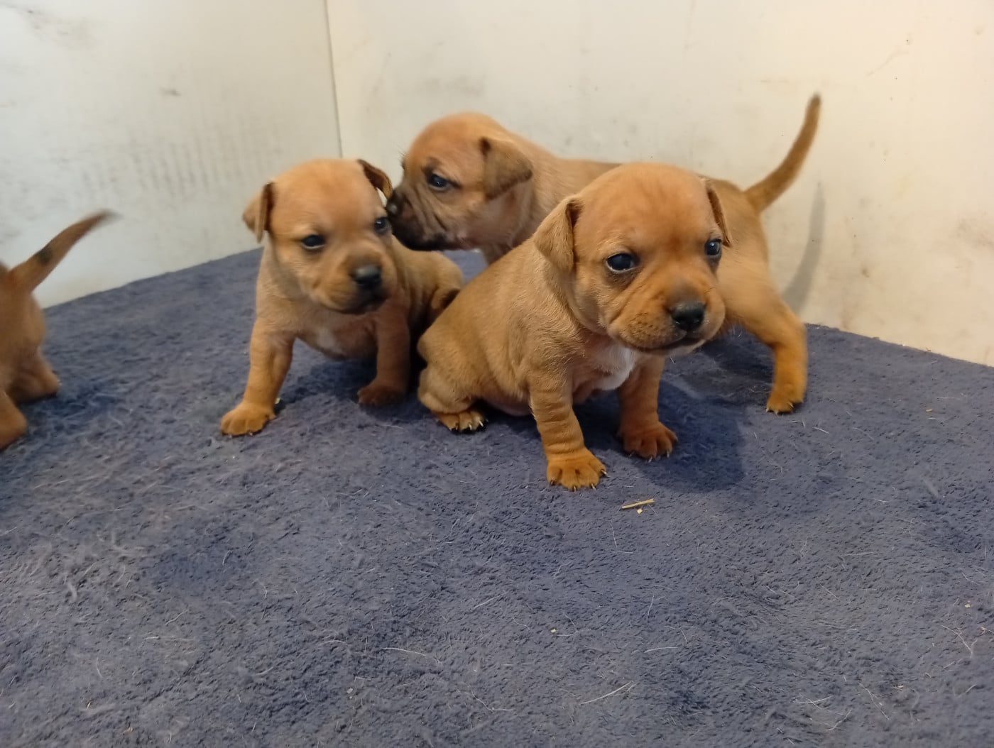 Chiot N°3 - Staffordshire Bull Terrier