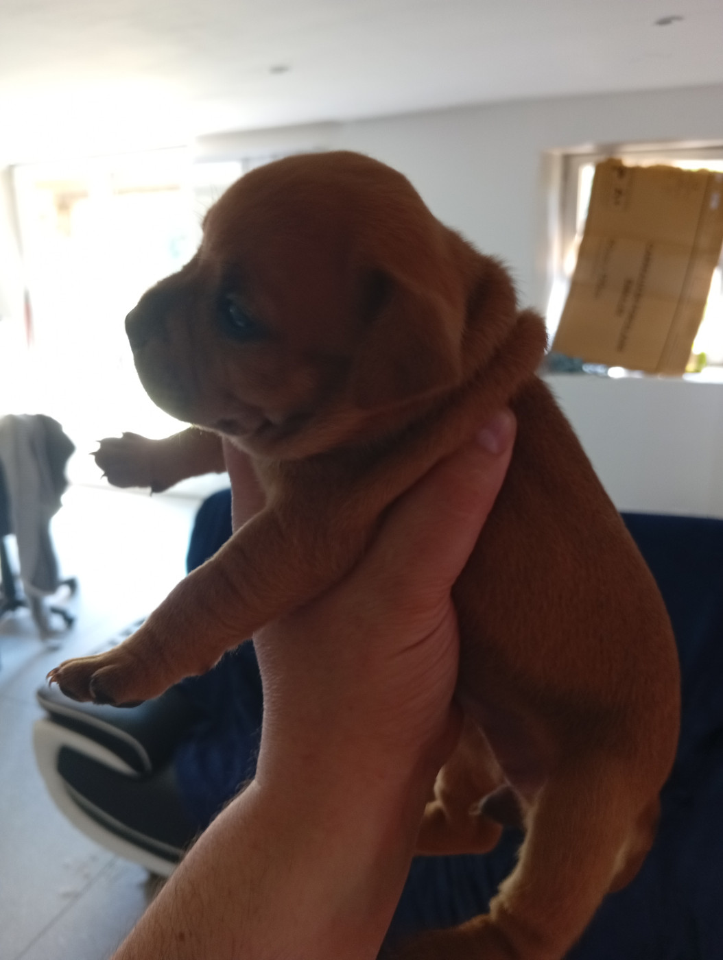 Chiot N°4 - Staffordshire Bull Terrier