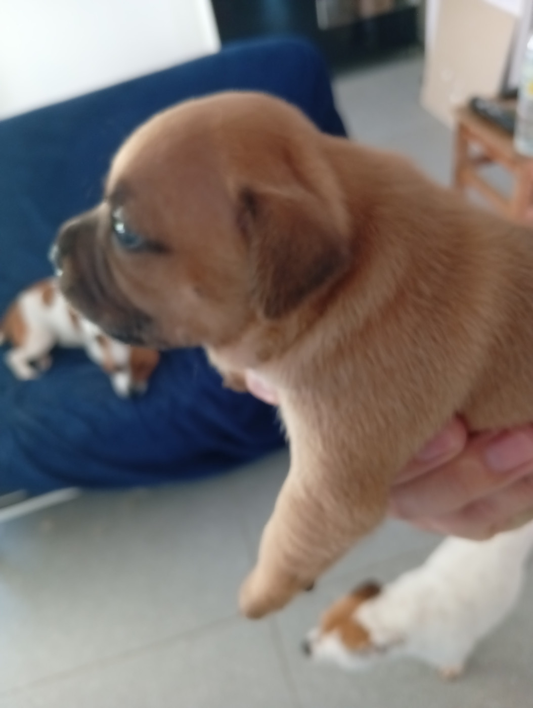 Chiot N°5 - Staffordshire Bull Terrier