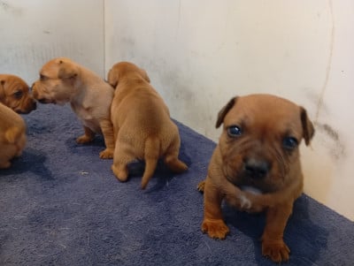 Les chiots de Staffordshire Bull Terrier