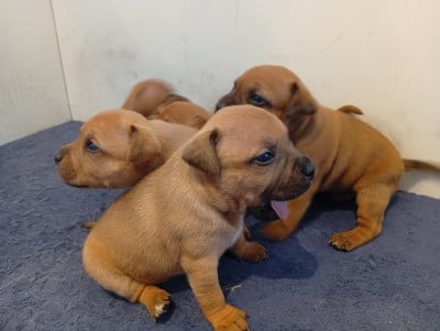 Les chiots de Staffordshire Bull Terrier