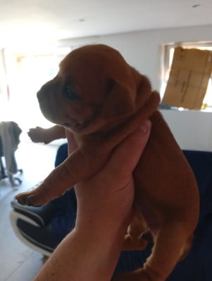 Les chiots de Staffordshire Bull Terrier