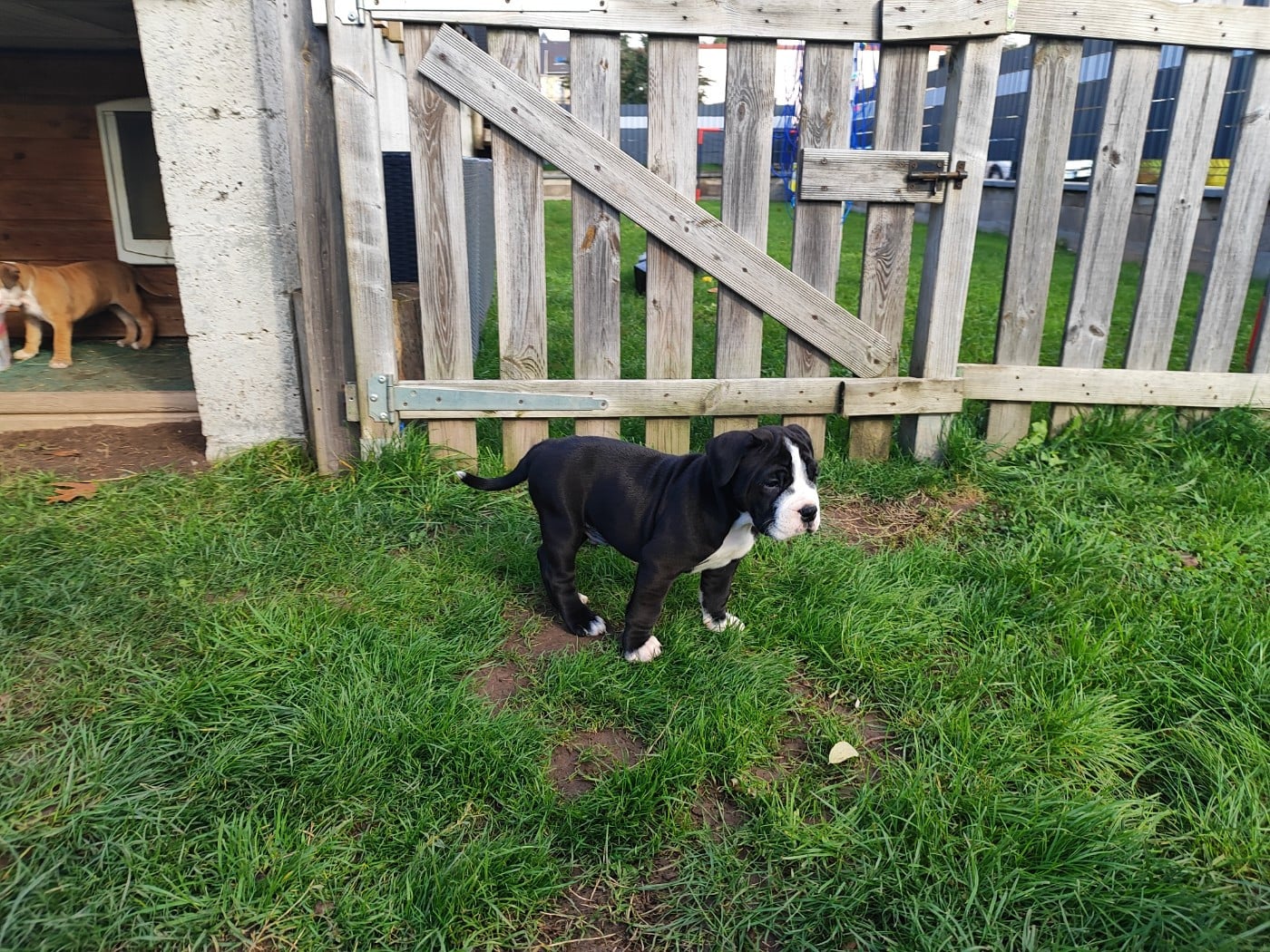 Bulldog continental - Du Massif De La Houve