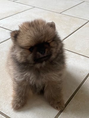 Les chiots de Spitz allemand