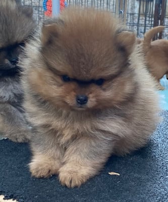 Les chiots de Spitz allemand