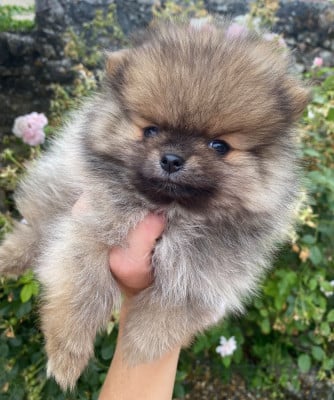 Les chiots de Spitz allemand