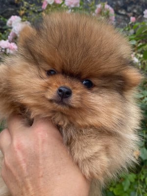 Les chiots de Spitz allemand