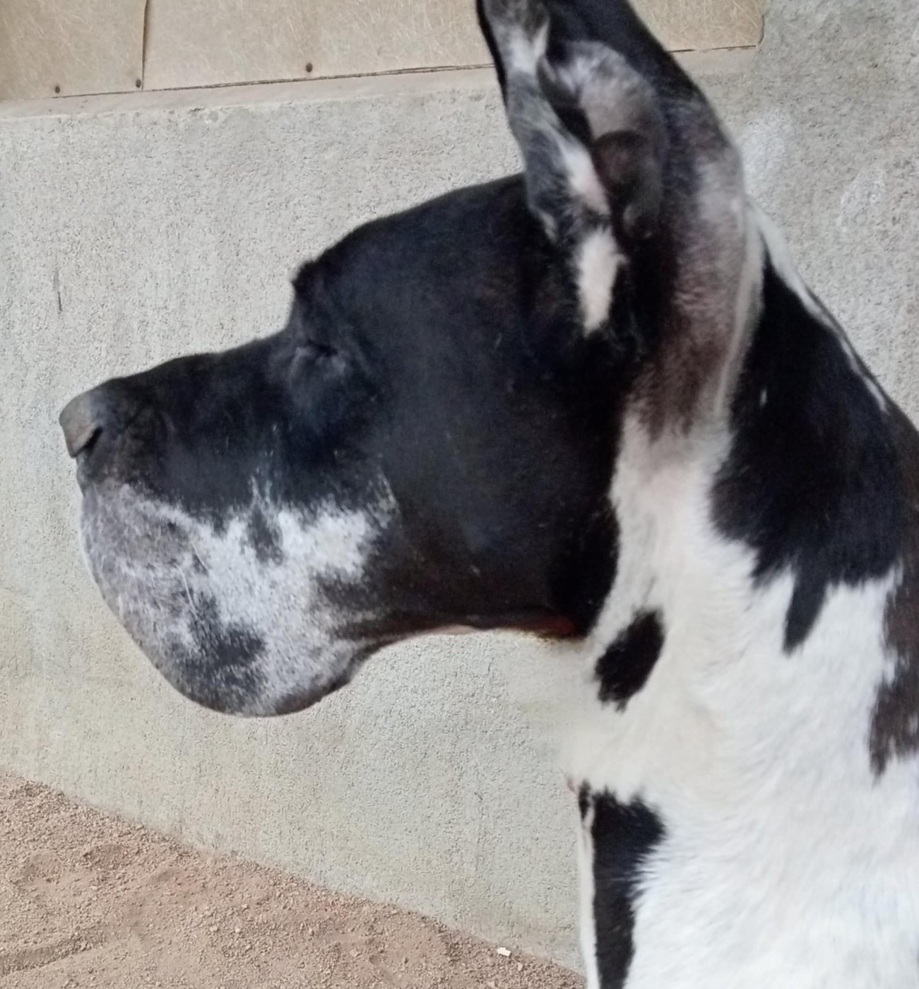 Sibelle Des Gardiens De Prailles