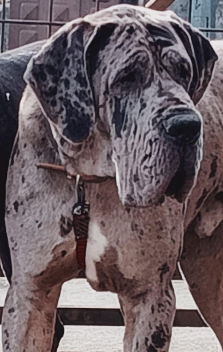 Vagabond Des Gardiens De Prailles