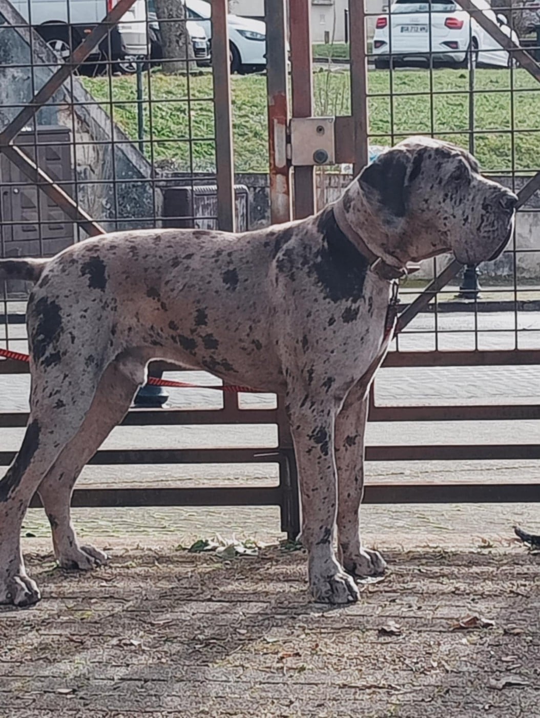 Vagabond Des Gardiens De Prailles
