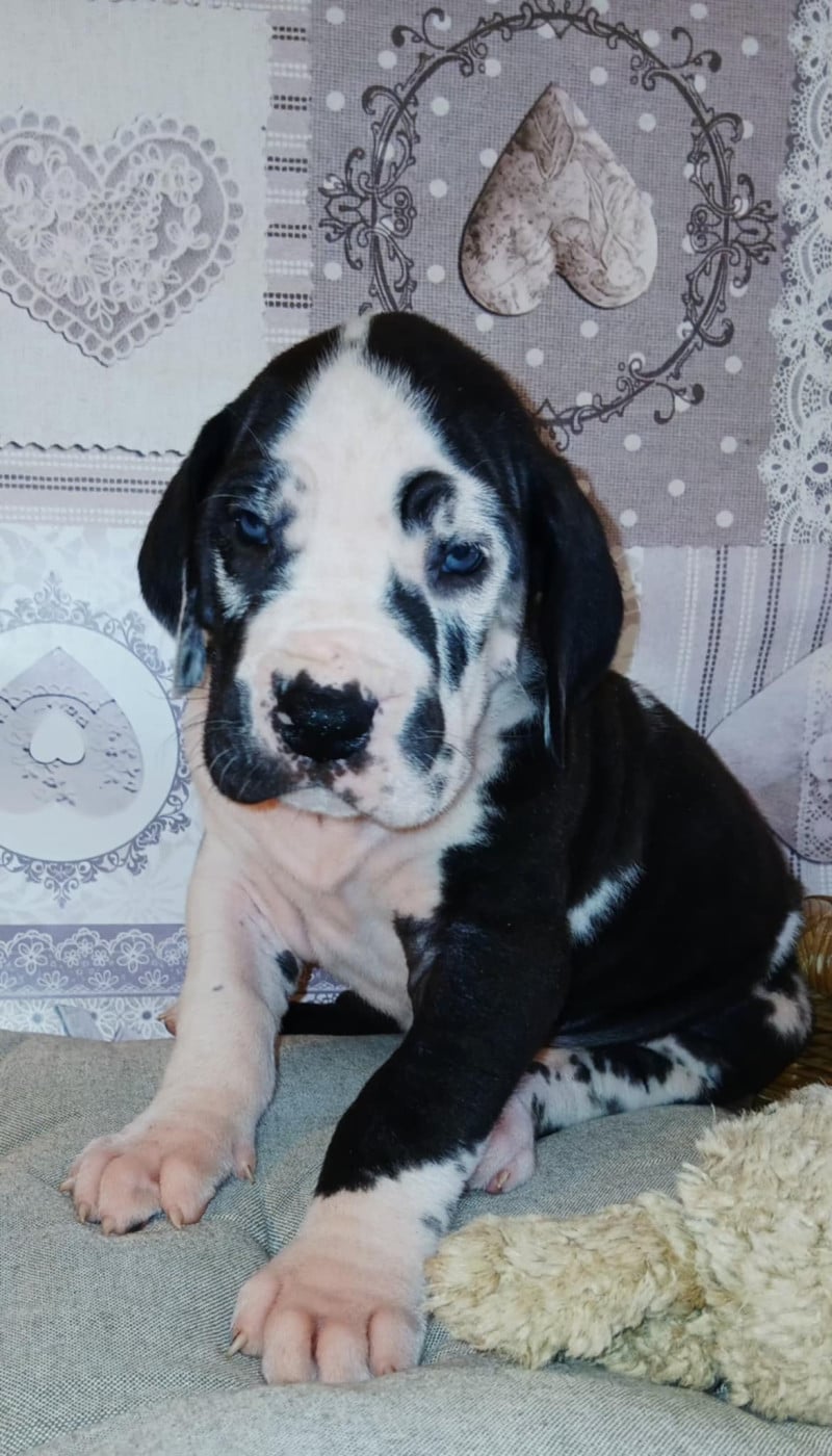 "B" - Dogue allemand