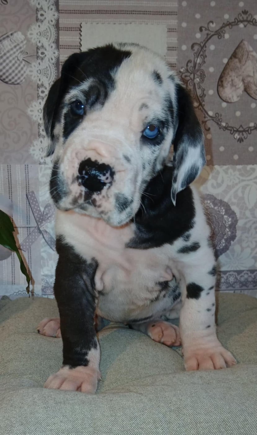 "B" - Dogue allemand