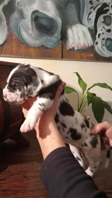 Les chiots de Dogue allemand