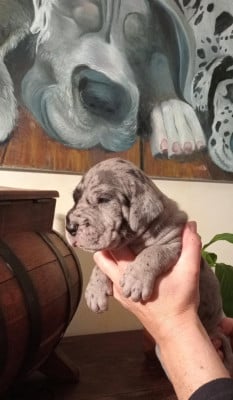 Les chiots de Dogue allemand