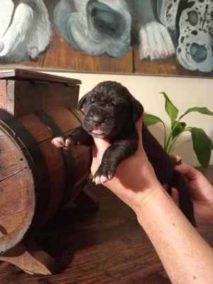 Les chiots de Dogue allemand