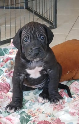 Les chiots de Dogue allemand