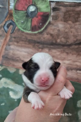 Les chiots de Berger islandais