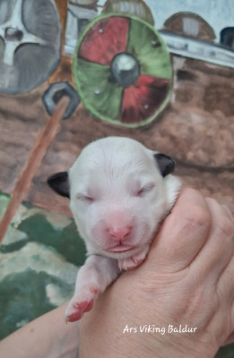 Les chiots de Berger islandais