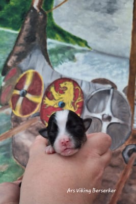 Les chiots de Berger islandais