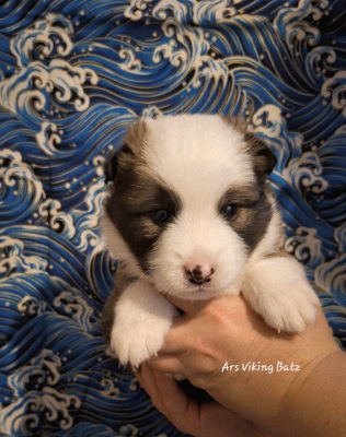Les chiots de Berger islandais