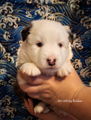 Les chiots de Berger islandais