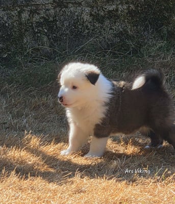 Les chiots de Berger islandais