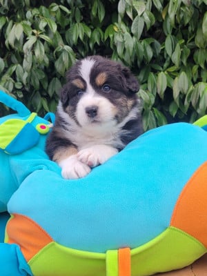 Les chiots de Berger Australien