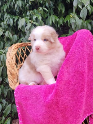 Les chiots de Berger Australien