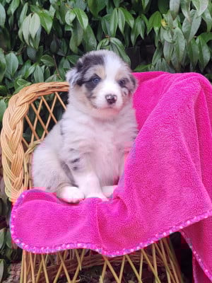 Les chiots de Berger Australien