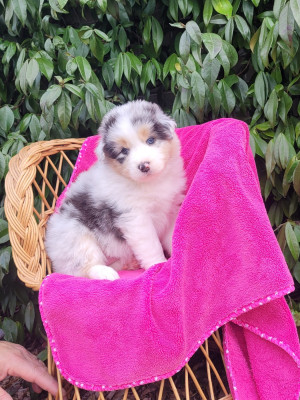 Les chiots de Berger Australien