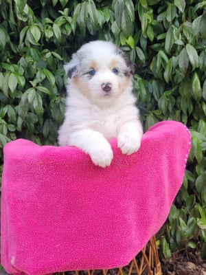 Les chiots de Berger Australien