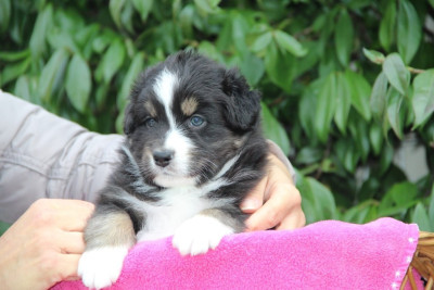 Les chiots de Berger Australien