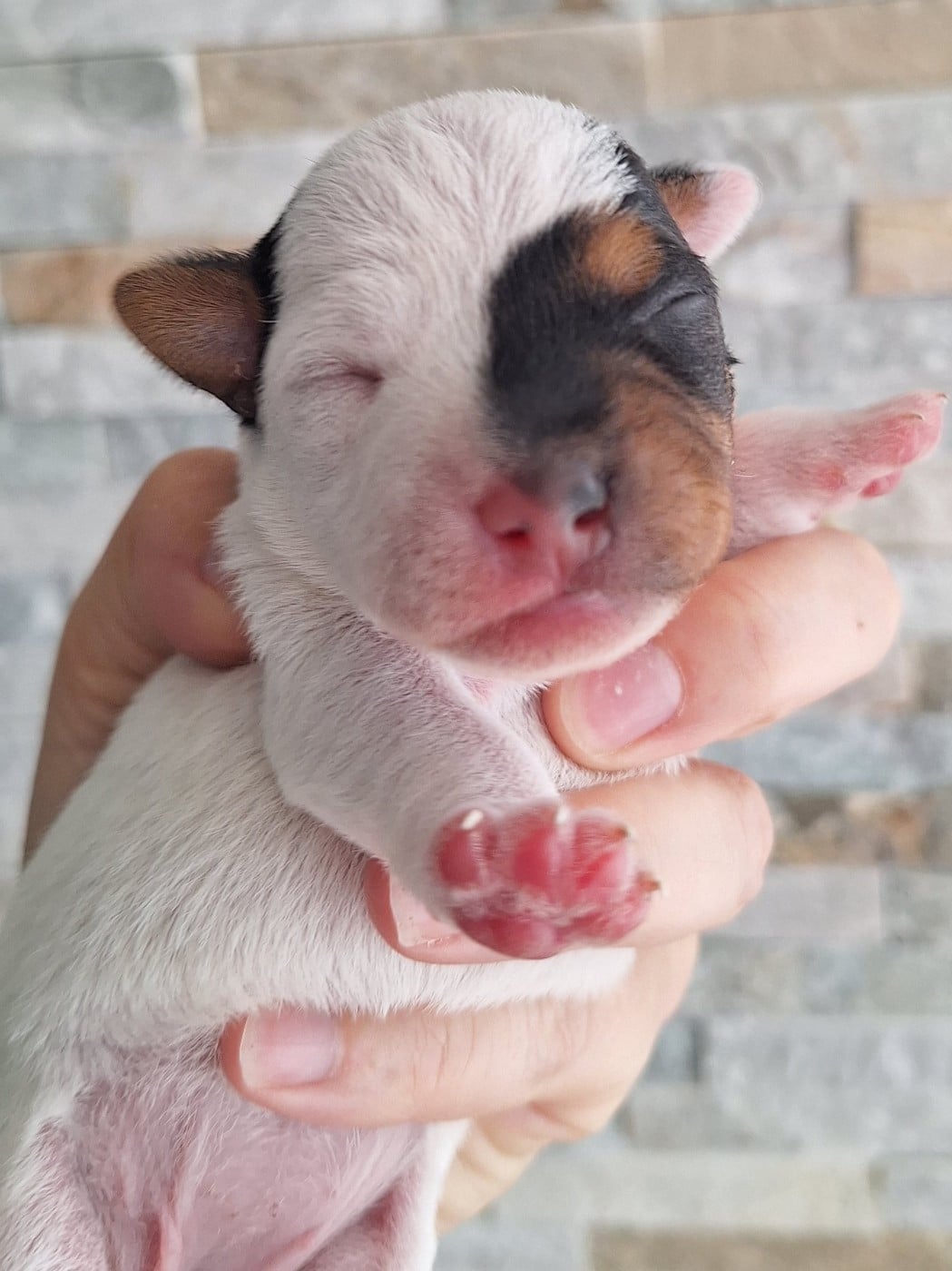 CHIOT 1
