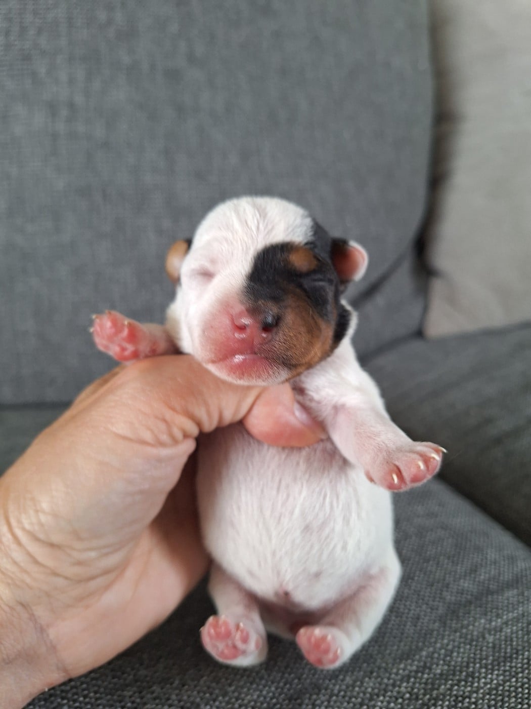 CHIOT 1