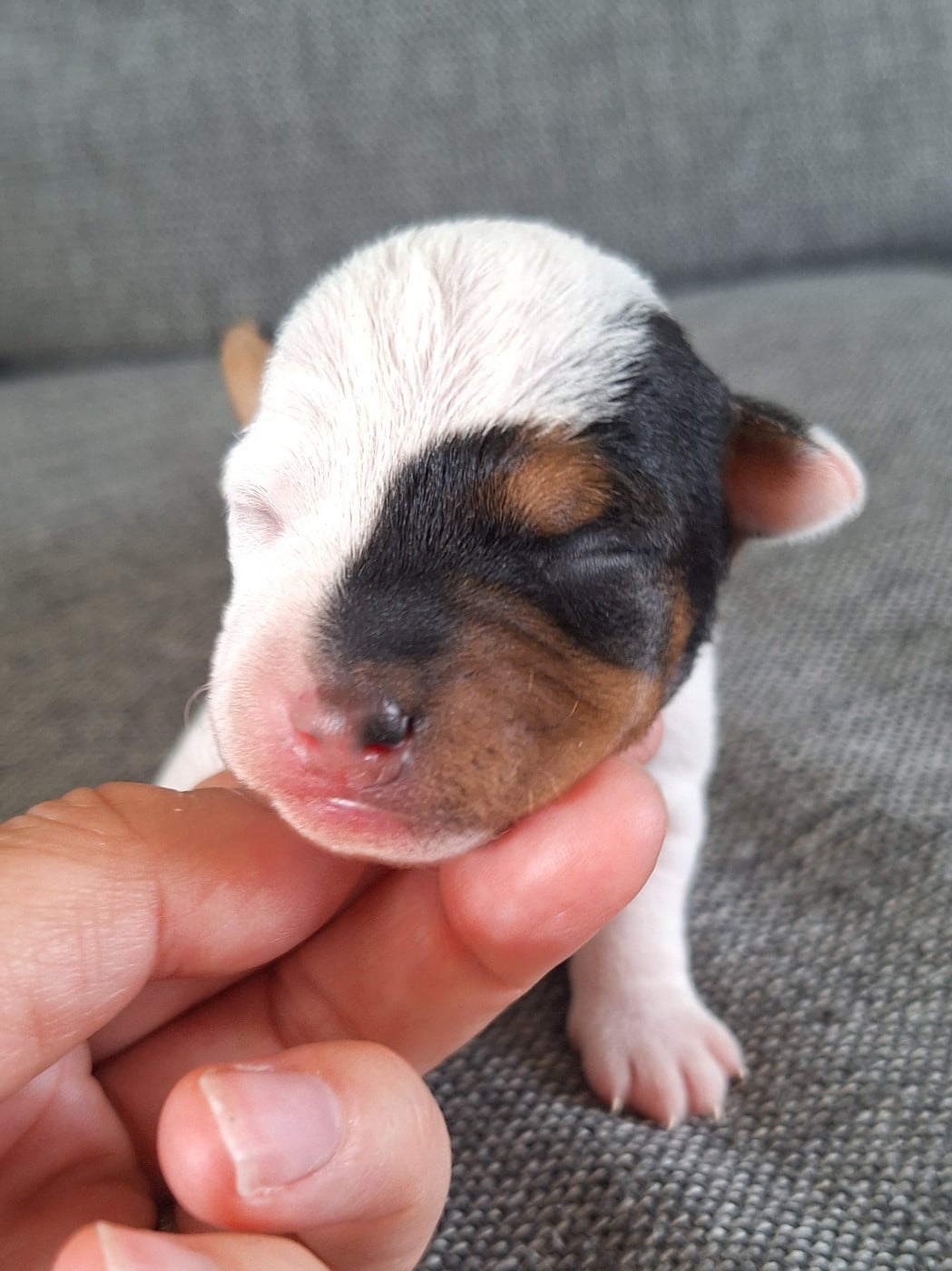 CHIOT 1