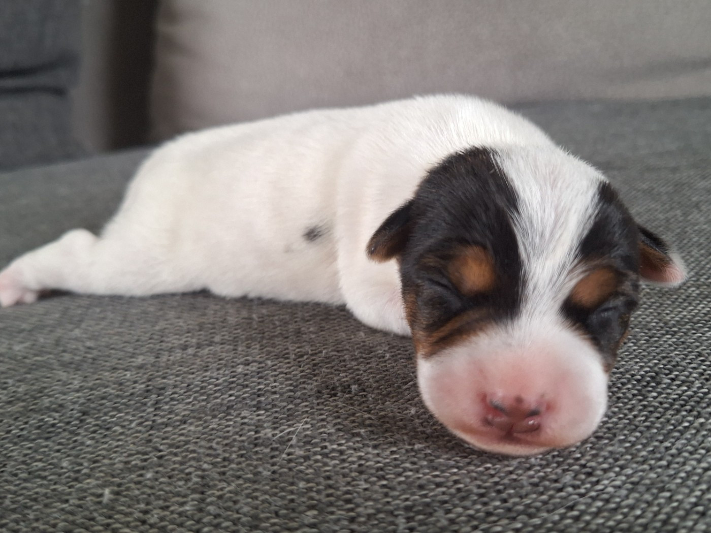CHIOT 3 - Parson Russell Terrier